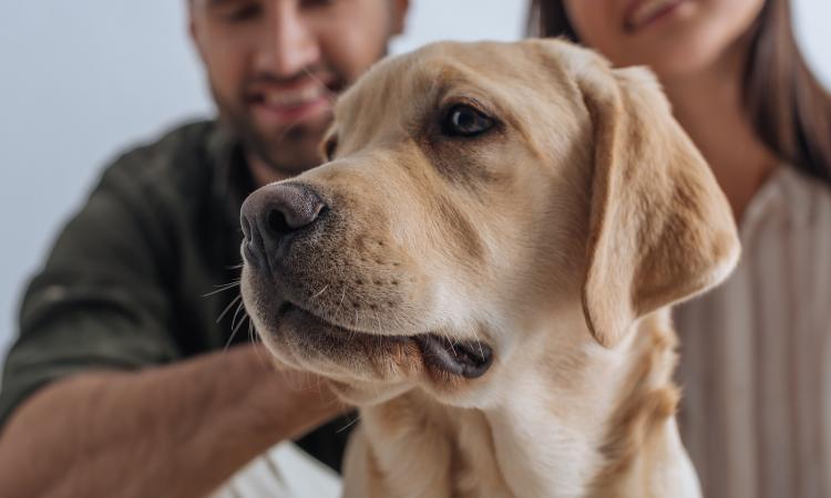 Инсульт у собаки: причины, симптомы и реабилитация